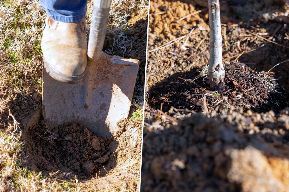 Autumn Planting for Home Gardeners