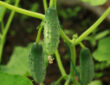 Common Mistakes: Cucumber Harvest