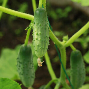 Common Mistakes: Cucumber Harvest