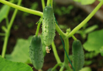 Common Mistakes: Cucumber Harvest
