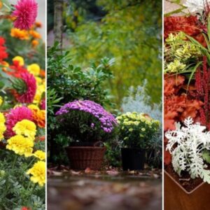 Elevate Your Balcony with Vibrant Autumn Colors