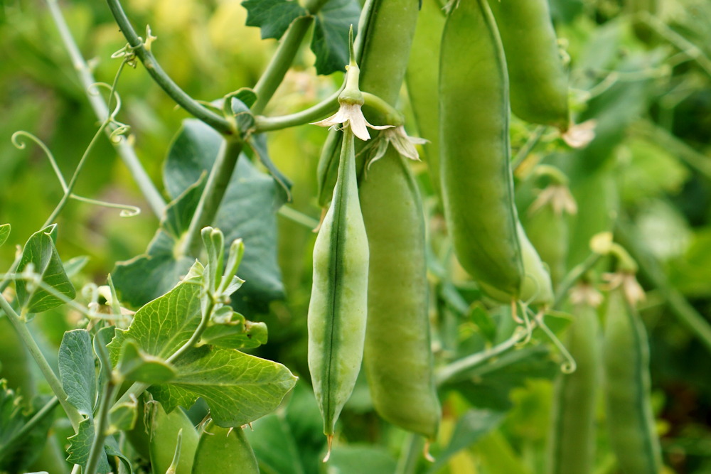 Growing for Success: Mastering the Basics of Crop Rotation for a ...