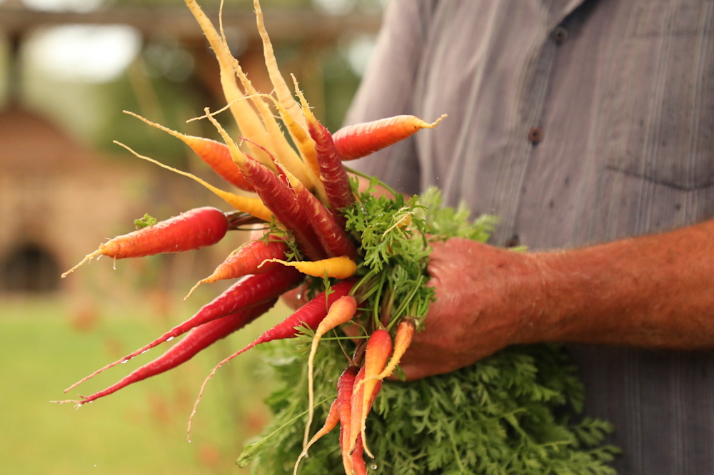 Growing For Success: Mastering The Basics Of Crop Rotation For A ...