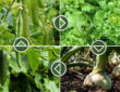 Mastering the Basics of Crop Rotation