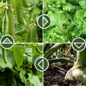 Mastering the Basics of Crop Rotation