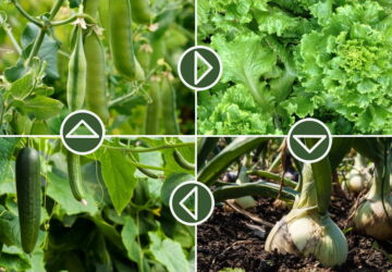 Mastering the Basics of Crop Rotation