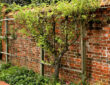 Espalier: Essential Tips for New Garden Owners