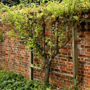 Espalier: Essential Tips for New Garden Owners