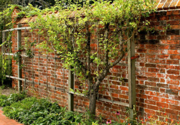Espalier: Essential Tips for New Garden Owners