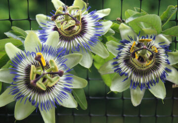 Discovering the Beauty of Passionflower