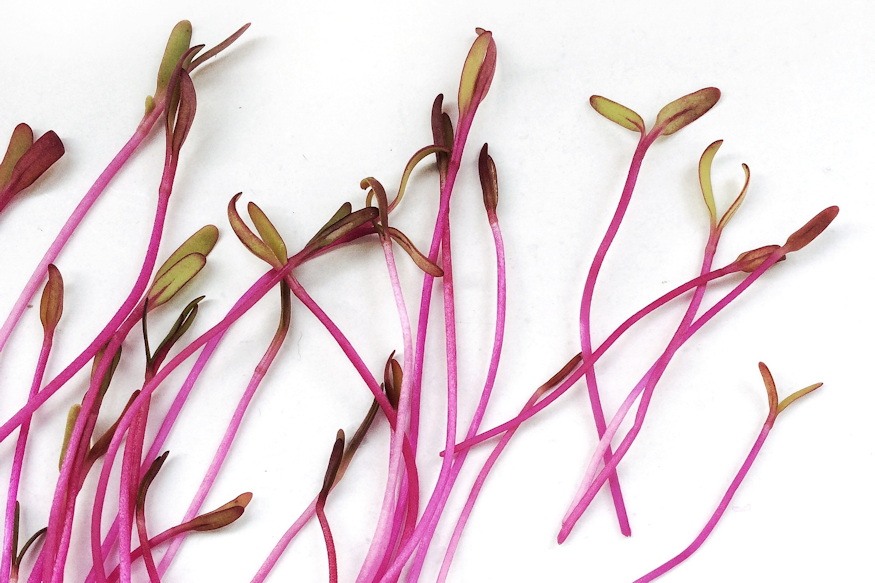 Beetroot Sprouts: A Decorative and Healthy Microgreen
