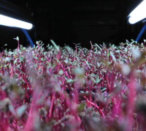 Beetroot Sprouts: A Decorative and Healthy Microgreen