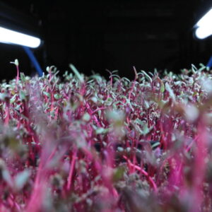 Beetroot Sprouts: A Decorative and Healthy Microgreen