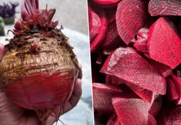 Mastering Beet Processing and Pickling