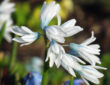A Guide to Growing Striped Squill