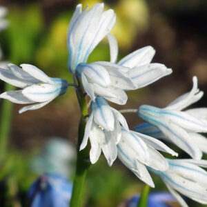 A Guide to Growing Striped Squill