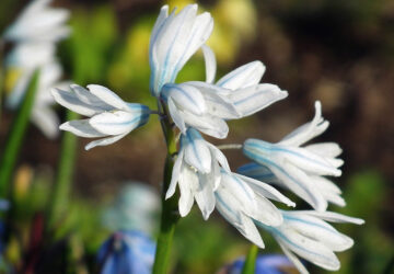 A Guide to Growing Striped Squill