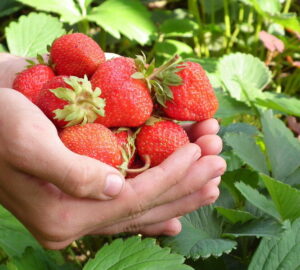 Why Do We Believe in Quick Gardening Tricks?