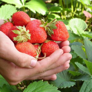 Why Do We Believe in Quick Gardening Tricks?