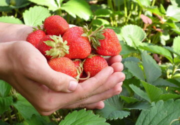 Why Do We Believe in Quick Gardening Tricks?