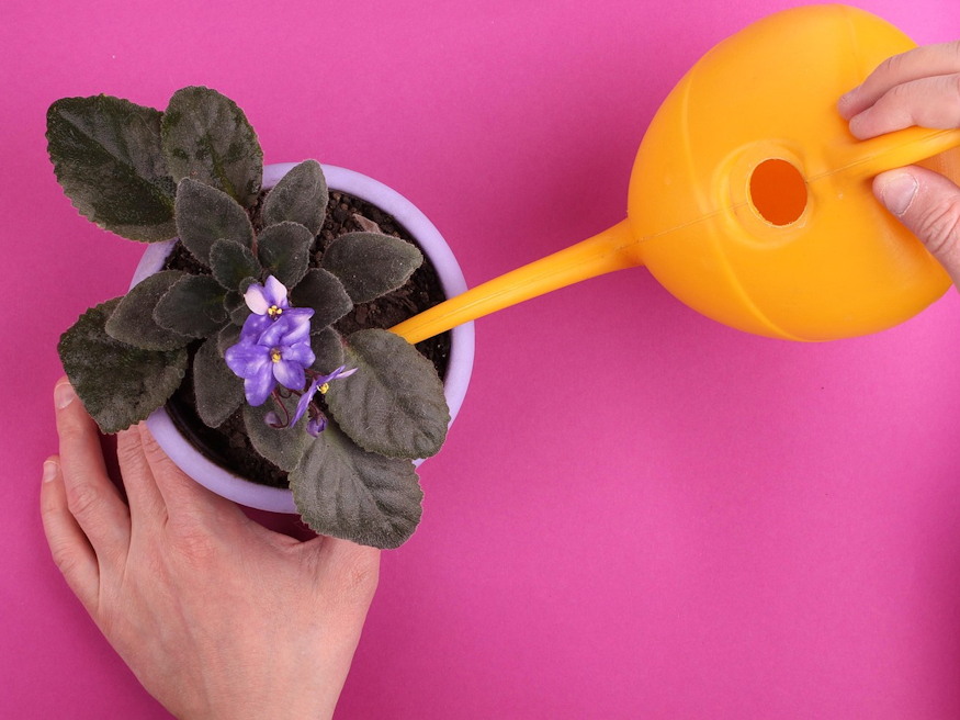 Why Do We Believe in Quick Gardening Tricks?