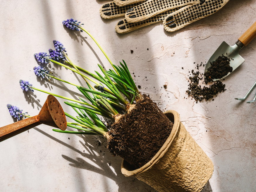 Why Do We Believe in Quick Gardening Tricks?