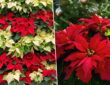 Poinsettias: Stealing Hearts Everywhere