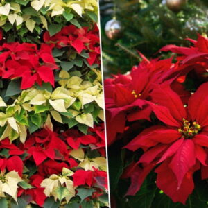 Poinsettias: Stealing Hearts Everywhere