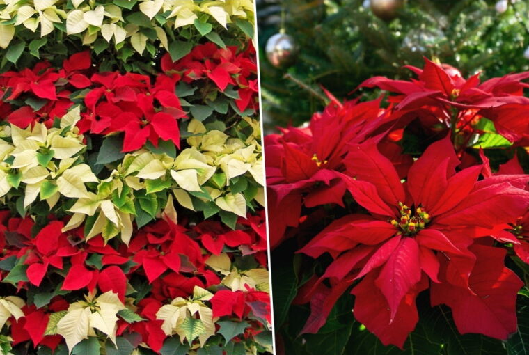 Poinsettias: Stealing Hearts Everywhere
