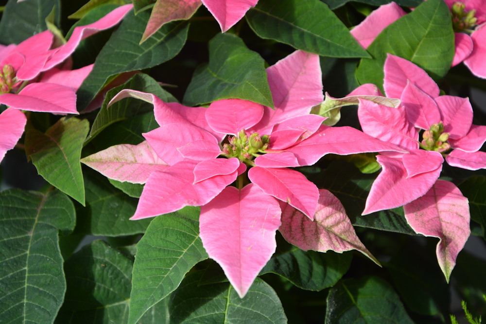 Beloved Poinsettias: The Season’s Sweetheart Plant Stealing Hearts Everywhere – Garden Guide