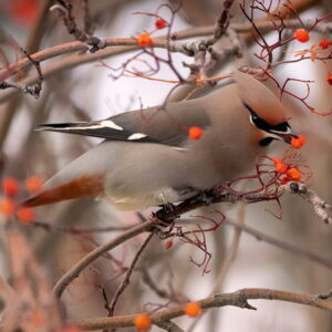 Crafting a Year-Round Garden Refuge for Wildlife