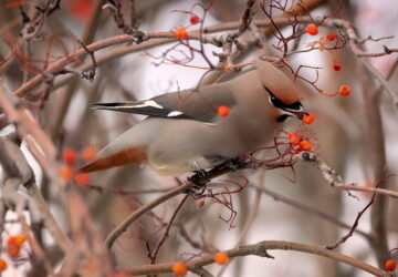 Crafting a Year-Round Garden Refuge for Wildlife