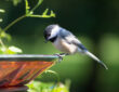 The Benefits of Birdbaths