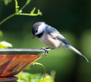 The Benefits of Birdbaths