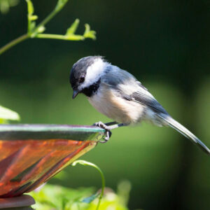 The Benefits of Birdbaths