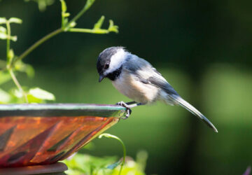 The Benefits of Birdbaths