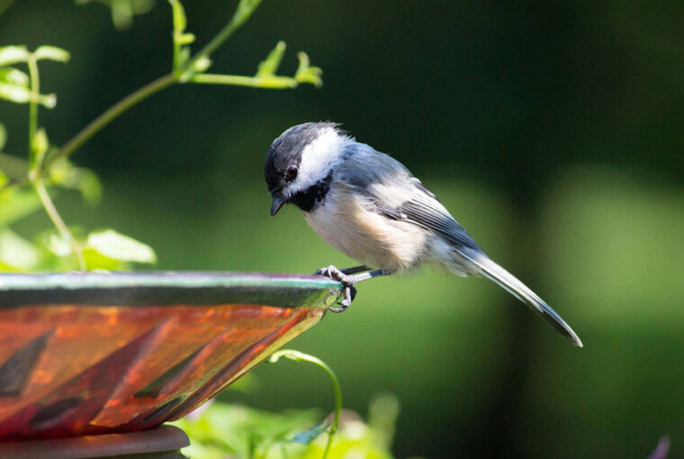 The Benefits of Birdbaths
