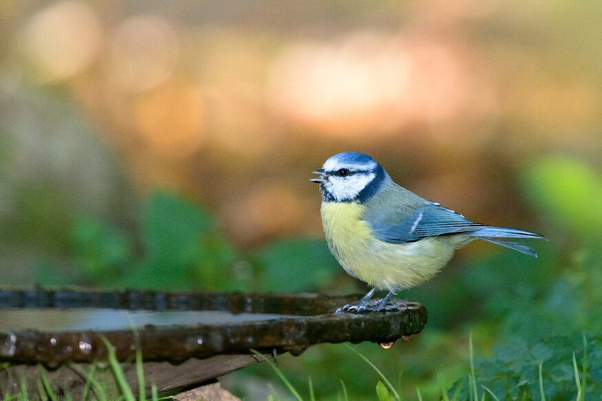 The Beauty and Benefits of Birdbaths: Creating a Welcoming Haven for ...