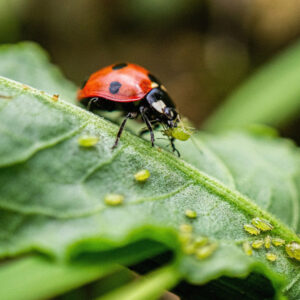 The Benefits of Ladybugs in Your Garden