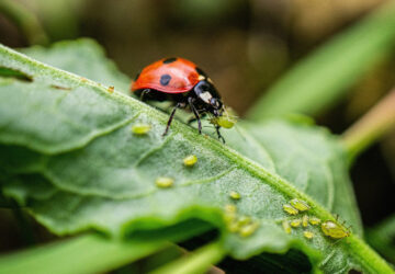 The Benefits of Ladybugs in Your Garden