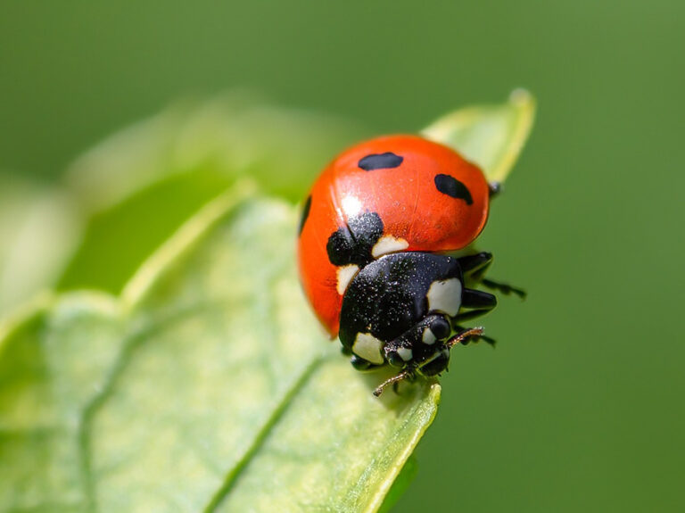 The Benefits of Ladybugs in Your Garden: Natural Pest Control and More ...