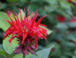 Bergamot: Beebalm in Your Garden