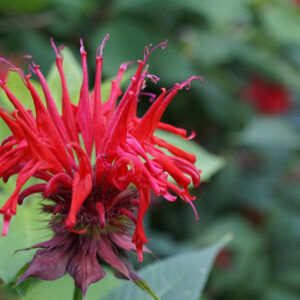 Bergamot: Beebalm in Your Garden