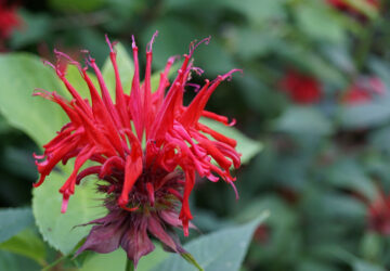 Bergamot: Beebalm in Your Garden