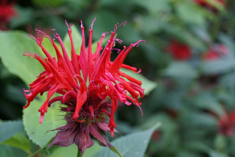 Bergamot: Beebalm in Your Garden