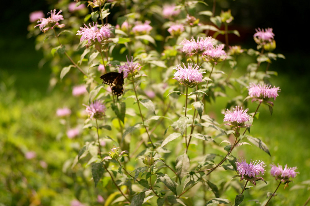 Bergamot: The Vibrant Beauty of Beebalm for Your Garden – Garden Guide