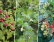 Three Berry Plants Beginners Rarely Regret Planting