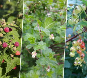 Three Berry Plants Beginners Rarely Regret Planting