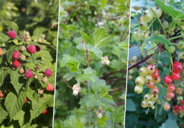 Three Berry Plants Beginners Rarely Regret Planting