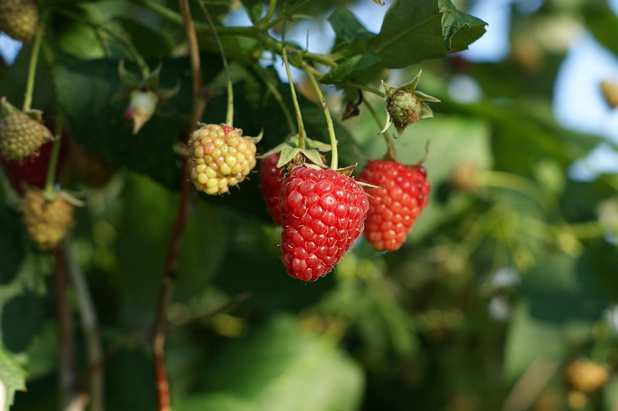 Three Berry Plants Beginners Rarely Regret Planting